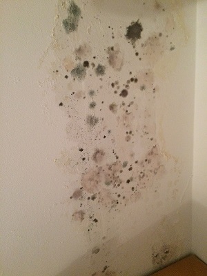 muestras de moho en pared